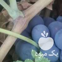 فروش انگورسیاه بش عمده در شیراز در گروه خرید فروش عمده انگور - یاقوتی شانی عسگری بی دانه قرمز در یکمیوه