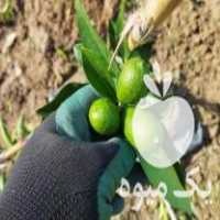فروش نهال لیمو ترش لایم کوات در ساری در گروه خرید فروش نهال - انواع گردو پسته بادام سلطانی انگور در یکمیوه