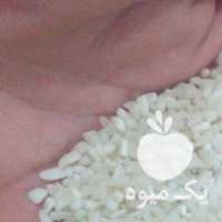 فروش برنج نیم دانه  در لاهیجان در گروه خرید فروش عمده برنج - نیم دانه عنبر بو هاشمی کاظمی هندی پاکستانی در یکمیوه