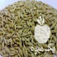 فروش بذر گندم لاین 20 و جو ال بی خالص تمیز بوجار شده در آق قلا در گروه خرید فروش بذر - انواع محصول کشاورزی گوجه کتان میوه درخت در یکمیوه