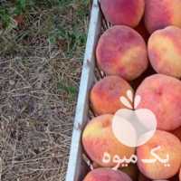 فروش هلو زعفرانی و سیب گلاب ارگانیک در ارومیه در گروه خرید فروش عمده سیب - زرد و قرمز گلاب پاییزه در یکمیوه