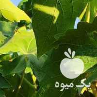 فروش محصول انگور سر باغ بصورت کنتراتی در تهران در گروه خرید فروش عمده انگور - یاقوتی شانی عسگری بی دانه قرمز در یکمیوه