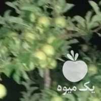 فروش اجاره باغ سیب در ارومیه در گروه خرید فروش عمده سیب - زرد و قرمز گلاب پاییزه در یکمیوه
