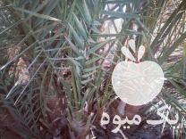 فروش پاجوش انواع نخل خرما در کرمان  در گروه خرید فروش عمده گیاهان زینتی - گرمسیری آپارتمانی باغچه آب در یکمیوه -عکس1