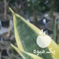 فروش گلهای آپارتمانی و کاکتوس با ارسال در قزوین در گروه خرید فروش عمده گیاهان زینتی - گرمسیری آپارتمانی باغچه آب در یکمیوه