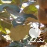 فروش کیوی هورمونی  در باغ در کرمانشاه در گروه خرید فروش عمده کیوی - صادراتی مازندران تنکابن تالش در یکمیوه