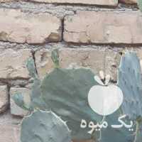 فروش گل دیفن باخیا کاکتوس پتوس‌اشک تمساح یوکا در اصفهان در گروه خرید فروش عمده گیاهان زینتی - گرمسیری آپارتمانی باغچه آب در یکمیوه