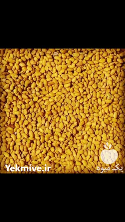 فروش عمده و خرده انواع بذر یونجه اصلاح شده در جیرفت در گروه خرید فروش بذر - انواع محصول کشاورزی گوجه کتان میوه درخت در یکمیوه -عکس1