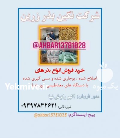 فروش عمده و خرده انواع بذر یونجه اصلاح شده در جیرفت در گروه خرید فروش بذر - انواع محصول کشاورزی گوجه کتان میوه درخت در یکمیوه