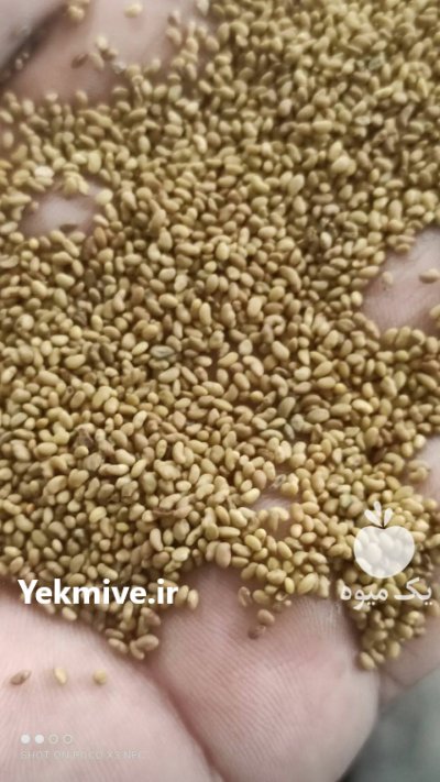 فروش عمده و خرده انواع بذر یونجه اصلاح شده در جیرفت در گروه خرید فروش بذر - انواع محصول کشاورزی گوجه کتان میوه درخت در یکمیوه -عکس3