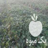 فروش بوته توت فرنگی کاماروسا با کیفیت ومحصول دهی عالی در درود در گروه خرید فروش عمده توت فرنگی - خرید فروش عمده قرمز سفید در یکمیوه