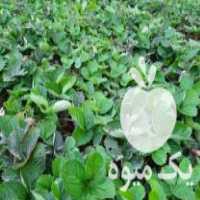 فروش نهال توت فرنگی کاماروس در دلند در گروه خرید فروش نهال - انواع گردو پسته بادام سلطانی انگور در یکمیوه