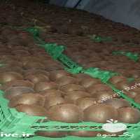 فروش کیوی در نشتارود در گروه خرید فروش عمده کیوی - صادراتی مازندران تنکابن تالش در یکمیوه