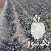 فروش چغندر لبو تهرانی در دولت آباد در گروه خرید فروش عمده لبو - فروش عمده میوه و سبزی در یکمیوه