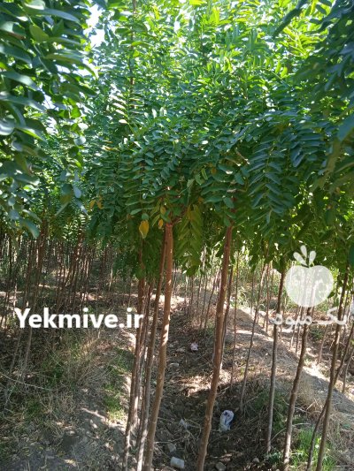 ترون پر ریشه و همیشه سبز نهال در کرج در گروه خرید فروش نهال - انواع گردو پسته بادام سلطانی انگور در یکمیوه