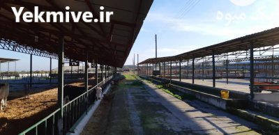 فروش ملک صنعتی کاملا مجهز در گلستان سویت و زمین در کردکوی در گروه اجاره فروش دامداری - صنعتی سنتی مدرن نوین ایران دامپروری در یکمیوه -عکس4