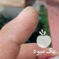 فروش کاکتوس در تهران در گروه خرید فروش عمده گیاهان زینتی - گرمسیری آپارتمانی باغچه آب در یکمیوه