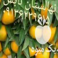 فروش نهالستان تابش انواع نهال مرکبات کاملا تضمین شده در جیرفت در گروه خرید فروش نهال - انواع گردو پسته بادام سلطانی انگور در یکمیوه