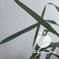 فروش گل یوکاگندمی برگ انجیری لوبیا سحرآمیز کاکتوس در اصفهان در گروه خرید فروش عمده گیاهان زینتی - گرمسیری آپارتمانی باغچه آب در یکمیوه