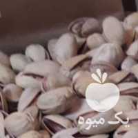 فروش پسته اکبری خام و شور در تهران در گروه پسته - کوهی شامی خام اکبری تازه کله قوچی در یکمیوه