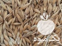 فروش جو وگندم دشت مغان در تهران در گروه تبلیغات و بازاریابی - بازاررسانی محصولات کشاورزی خدمات در یکمیوه -عکس1