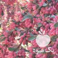 فروش زرشک تازه در تهران در گروه خرید فروش عمده ازگیل و تمشک و زرشک - ژاپنی فروش مستقیم در یکمیوه