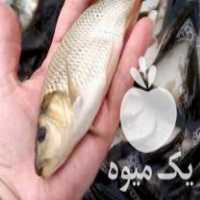 فروش بچه ماهی کپور طلایی اصلاحنژاد ضریب رشد بالا در اسفرورین در گروه ماهی کپور - ماهیان معمولی علف خوار پرورشی خرید و فروش در یکمیوه