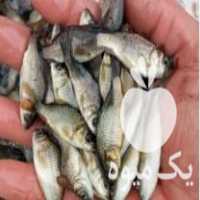 فروش بچه ماهی گرمابی پرورشی در گرگان در گروه ماهی کپور - ماهیان معمولی علف خوار پرورشی خرید و فروش در یکمیوه