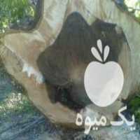 خریدار انواع چوب ترخشک تبریزی گردو بید درختان میوه در ابهر در گروه خرید فروش عمده چوب- زغال چوب گردو تبریزی خام در یکمیوه