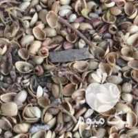 فروش پوست پسته بهمراه ضایعات در رفسنجان در گروه پسته - کوهی شامی خام اکبری تازه کله قوچی در یکمیوه