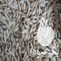 فروش بذر گندم و جو بوجار شده تمیز در آق قلا در گروه خرید فروش بذر - انواع محصول کشاورزی گوجه کتان میوه درخت در یکمیوه