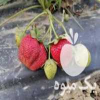 فروش نهال توت فرنگی خارجی در گلوگاه در گروه خرید فروش نهال - انواع گردو پسته بادام سلطانی انگور در یکمیوه