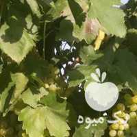 فروش انگور در قزوین در گروه خرید فروش عمده انگور - یاقوتی شانی عسگری بی دانه قرمز در یکمیوه