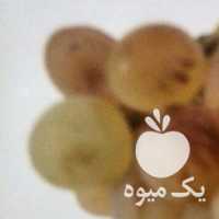 فروش انگور برای شیره در قزوین در گروه خرید فروش عمده انگور - یاقوتی شانی عسگری بی دانه قرمز در یکمیوه