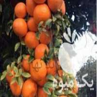 فروش نهال نارنگی ژاپنی در نکا در گروه خرید فروش نهال - انواع گردو پسته بادام سلطانی انگور در یکمیوه