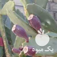 فروش کاکتوس میوه دار کوکویی در اصفهان در گروه خرید فروش عمده گیاهان زینتی - گرمسیری آپارتمانی باغچه آب در یکمیوه