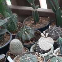 فروش گل کاکتوس در تهران در گروه خرید فروش عمده گیاهان زینتی - گرمسیری آپارتمانی باغچه آب در یکمیوه