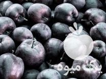 فروش نهال سیب سیاه وارداتی در تهران در گروه خرید فروش نهال - انواع گردو پسته بادام سلطانی انگور در یکمیوه -عکس1