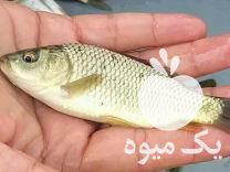 فروش بچه ماهی کپور خاویار آمور فیتوفاک و  در قزوین در گروه ماهی کپور - ماهیان معمولی علف خوار پرورشی خرید و فروش در یکمیوه -عکس1