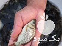 فروش بچه ماهی خاویار کپور طلایی آمور فیتوفاک و  در قزوین در گروه ماهی کپور - ماهیان معمولی علف خوار پرورشی خرید و فروش در یکمیوه -عکس1
