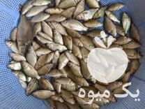 فروش و پخش مستقیم بهترین بچه ماهی ارسال  در ساری در گروه ماهی کپور - ماهیان معمولی علف خوار پرورشی خرید و فروش در یکمیوه -عکس1