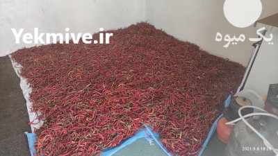 فلفل قرمز خشک در شیراز در گروه خرید فروش عمده فلفل - دلمه سبز رنگی پاریریکا هالوپینو کاین در یکمیوه