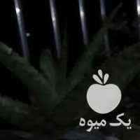 فروش گل آلوورا و کاکتوس در شیراز در گروه خرید فروش عمده گیاهان زینتی - گرمسیری آپارتمانی باغچه آب در یکمیوه