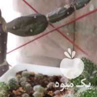 فروش خزانه کاکتوس در اصفهان در گروه خرید فروش عمده گیاهان زینتی - گرمسیری آپارتمانی باغچه آب در یکمیوه