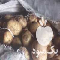 فروش سیب زمینی بذری در فامنین در گروه خرید فروش عمده سیب زمینی - زودرس دیررس آگریا اسپریت اردبیل همدان در یکمیوه