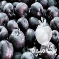 فروش نهال سیب سیاه وارداتی در تهران در گروه خرید فروش نهال - انواع گردو پسته بادام سلطانی انگور در یکمیوه