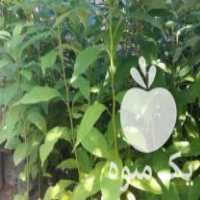 فروش نهال آووکادو غیر پیوندی در تازه آباد در گروه خرید فروش نهال - انواع گردو پسته بادام سلطانی انگور در یکمیوه