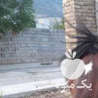 فروش اسب ترکمن در تهران در گروه اسب و الاغ خر و فروش قاطر- ترکمن عربی سفید نر و ماده در یکمیوه