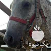 فروش اسب نریان خوشگل آروم خوش سواری در تهران در گروه اسب و الاغ خر و فروش قاطر- ترکمن عربی سفید نر و ماده در یکمیوه
