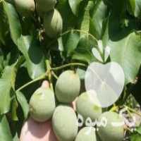فروش انواع نهال در کرج در گروه خرید فروش نهال - انواع گردو پسته بادام سلطانی انگور در یکمیوه